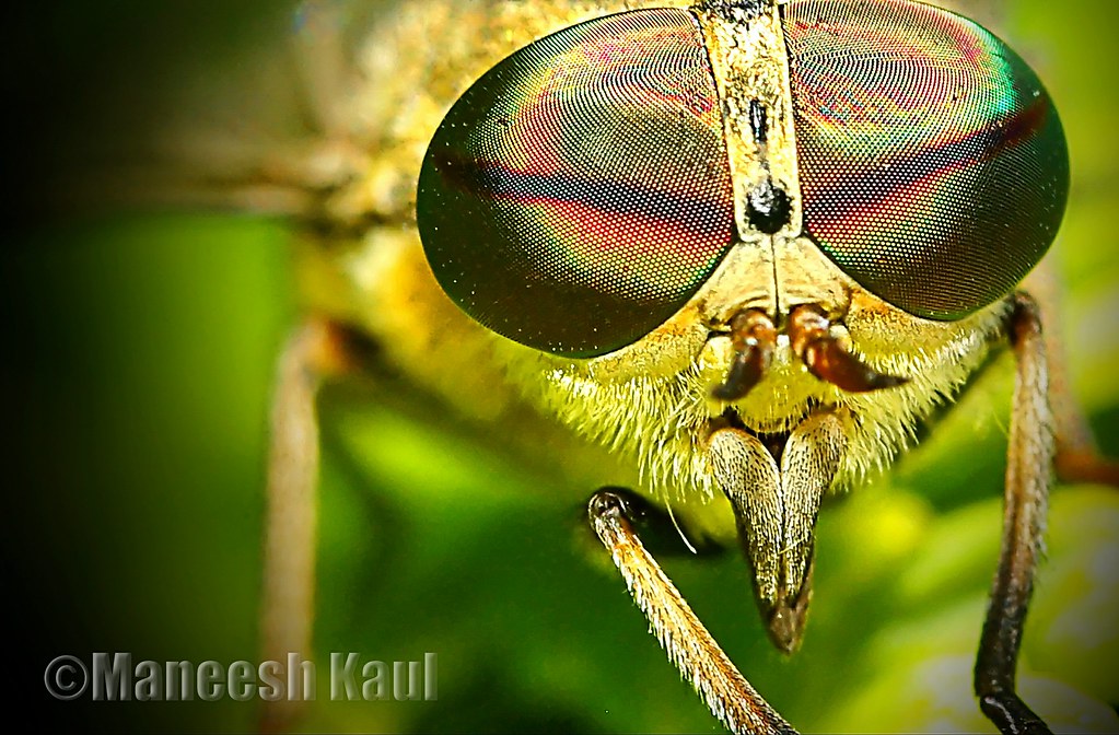 Horsefly Location Brzesko, POLAND Maneesh Kaul Flickr