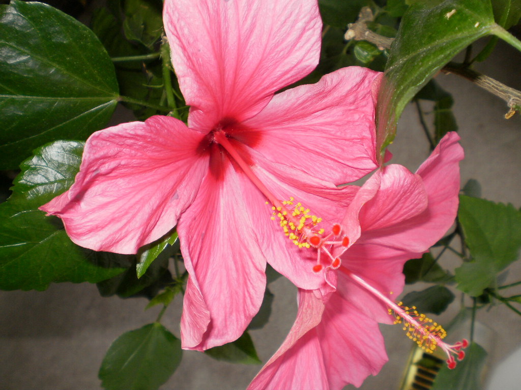 Pink Hibiscus Flower 1 Pink Hibiscus Flowers,Located in Ca… Flickr