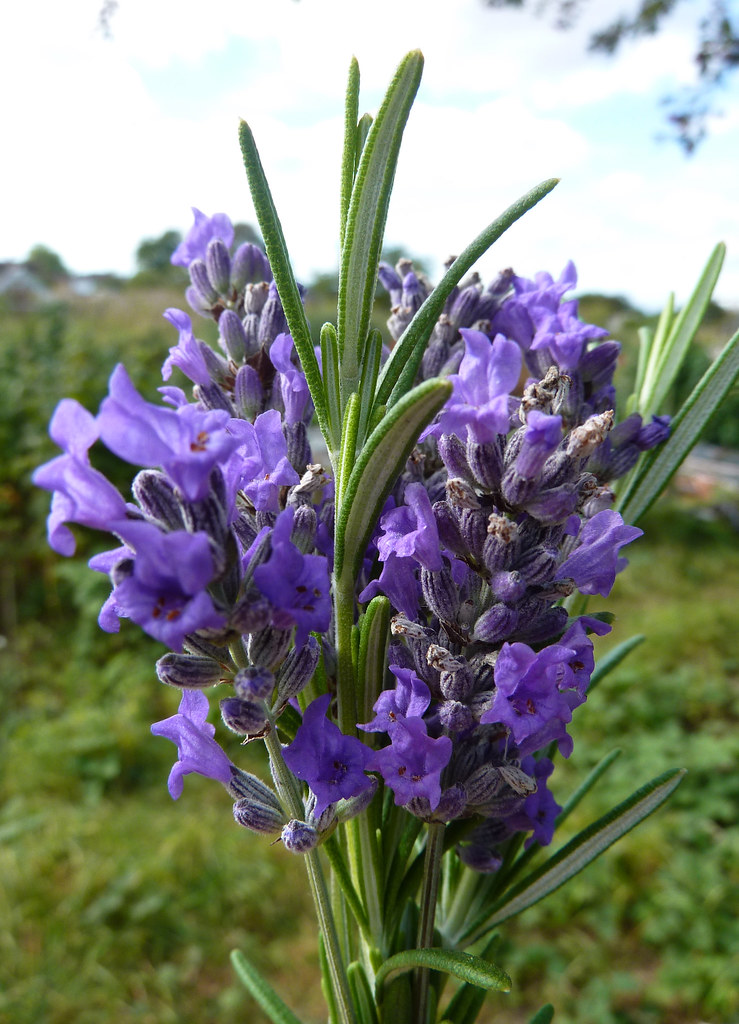 lavender and rosemary posy* Nic Flickr