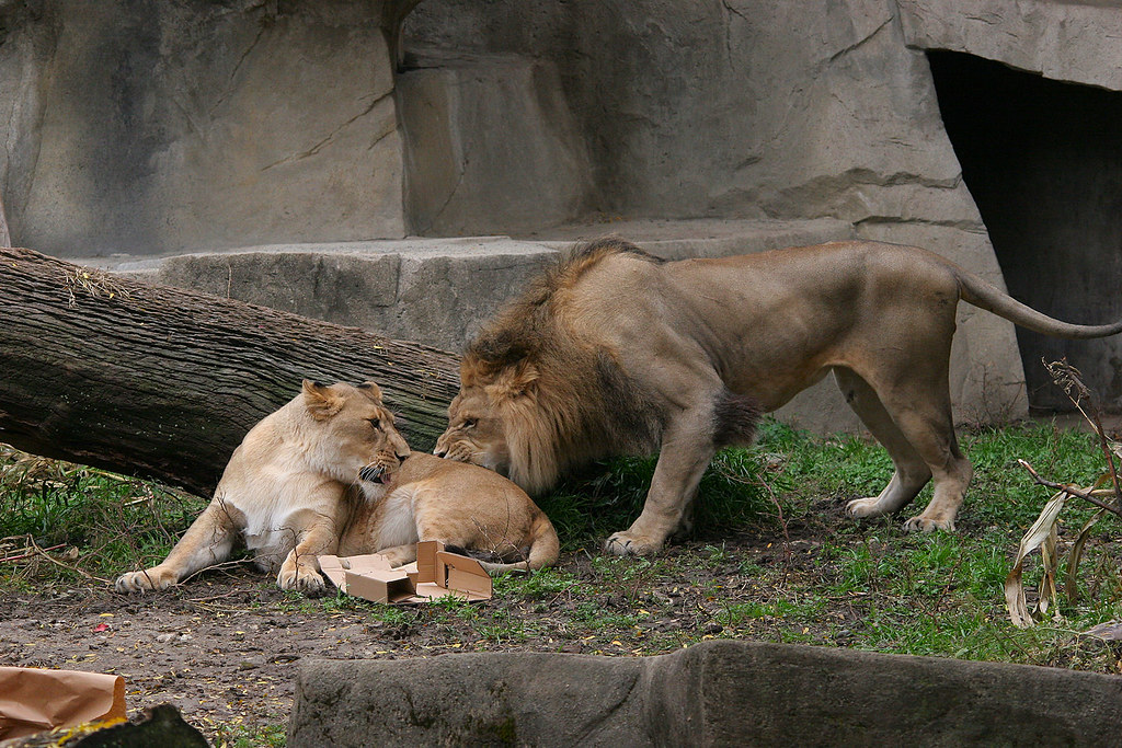 Brookfield Zoo African Lion Edward Durbin Flickr