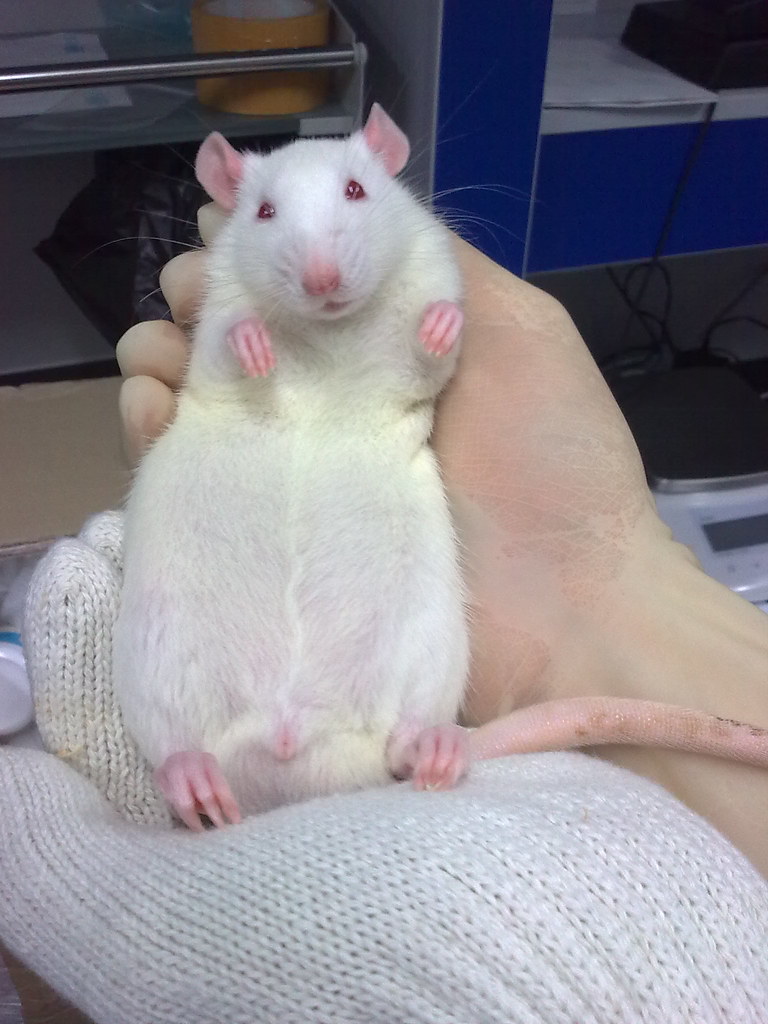 SD rat (23/180) Sprague Dawley rats were one of the common… Flickr