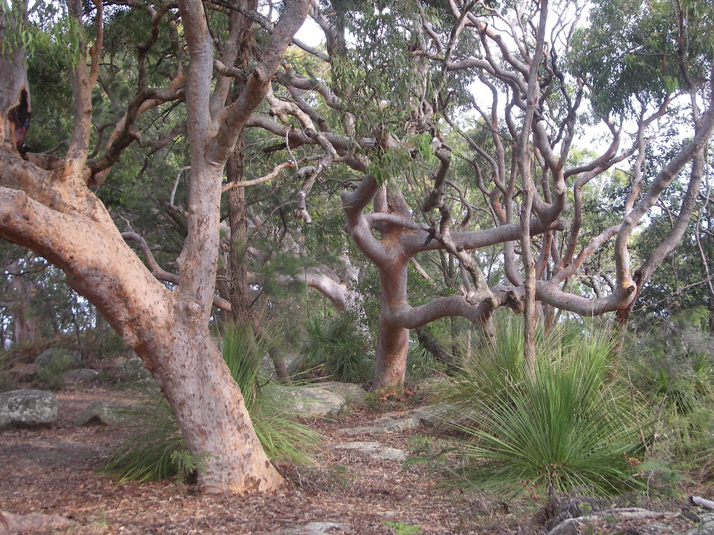 Sydney Red Gums 02 The spiky plants are 'grass trees'. You… Flickr