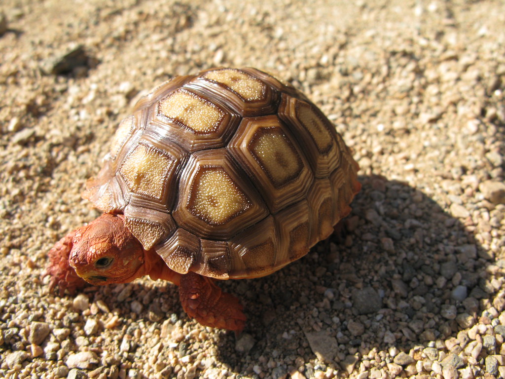 tulip palmsized desert tortoise Guy McCarthy Flickr