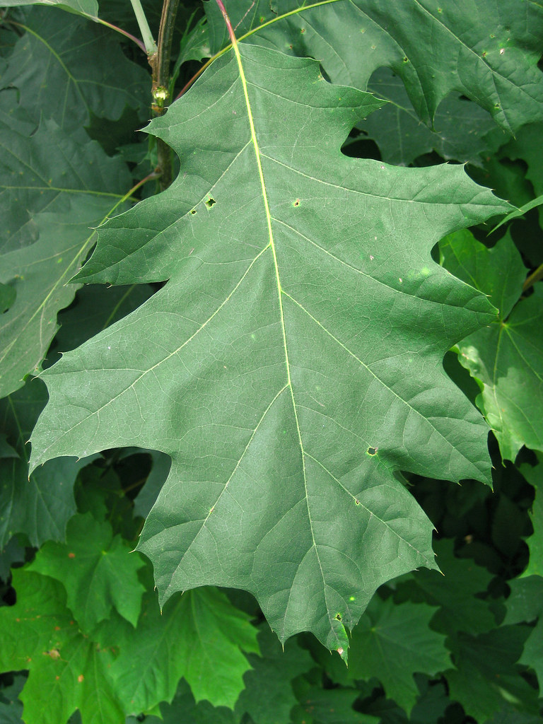 Quercus velutina Black Oak leaves Virens (Latin for greening) Flickr