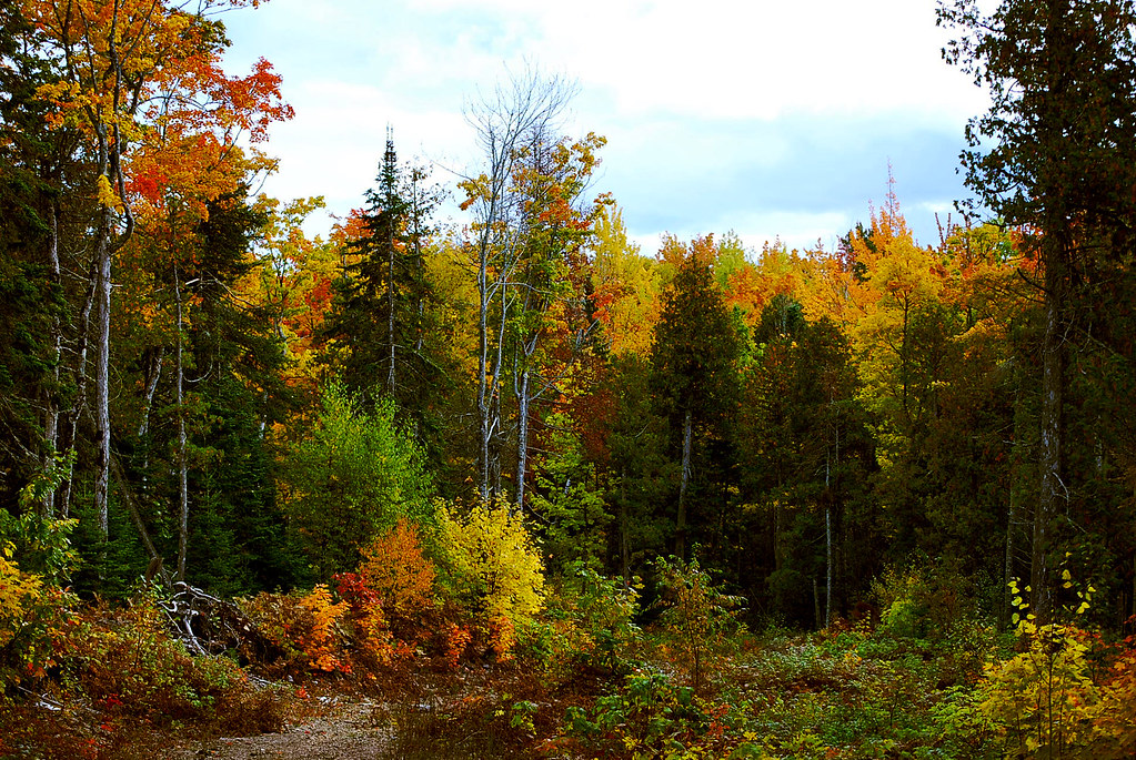 Michigan woods. It was all this is such a small… Flickr