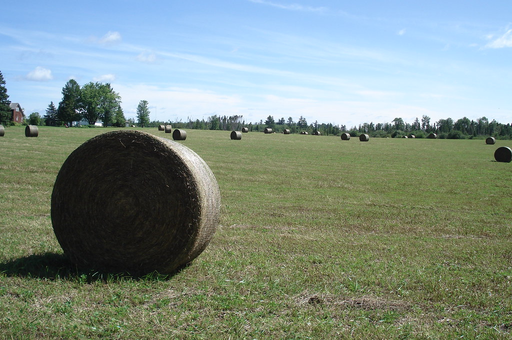 Northern MN Hay Orr Pelican Lake Flickr