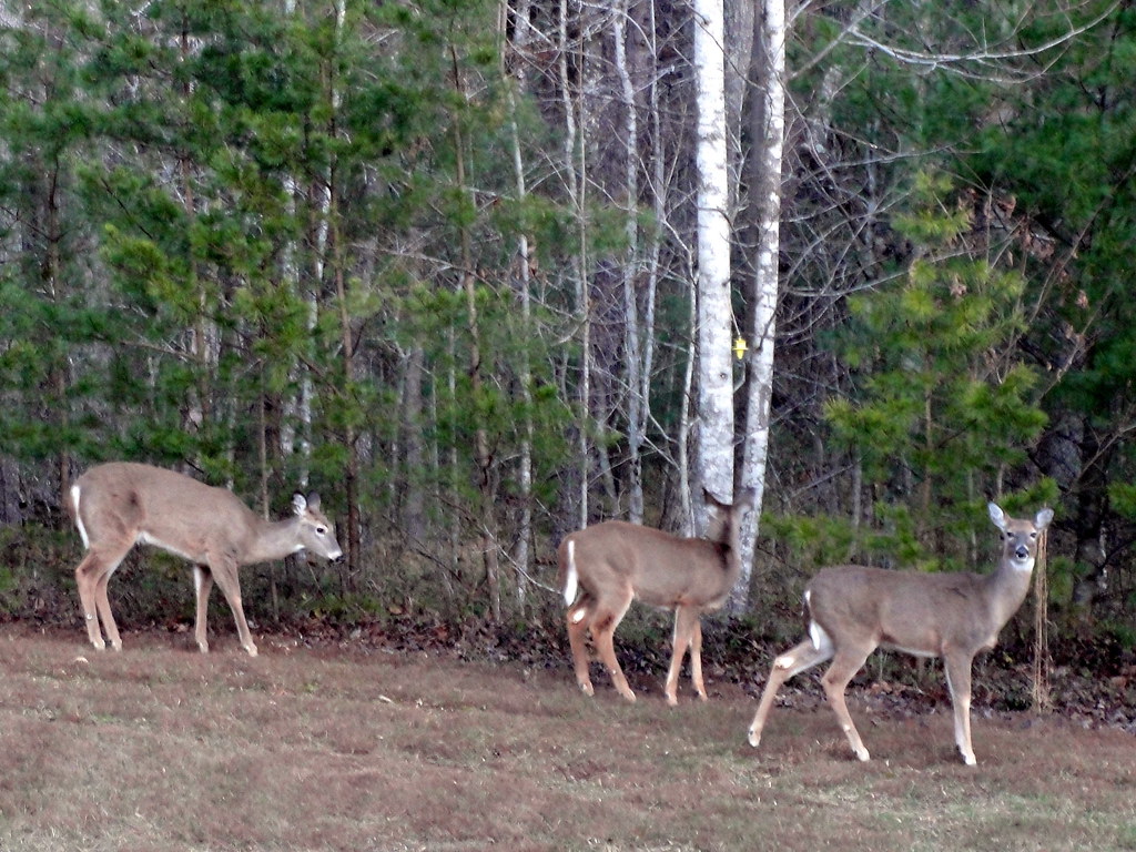 Deer in Back Yard More deer in the back yard Franklin Co… Flickr