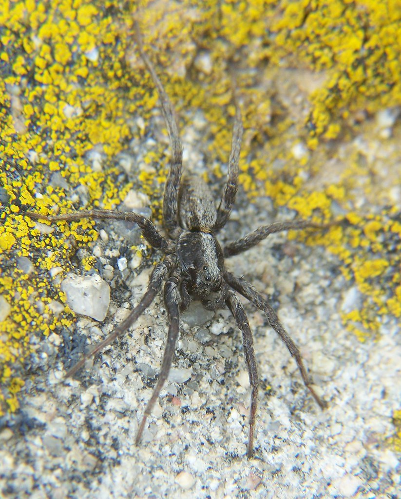Wolf Spider Young wolf spider Taken at Hidden Mesa Open Sp… Flickr
