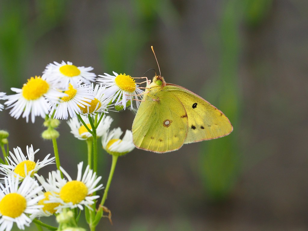 Eastern pale clouded yellow butterfly (Colias erate poliog… Flickr