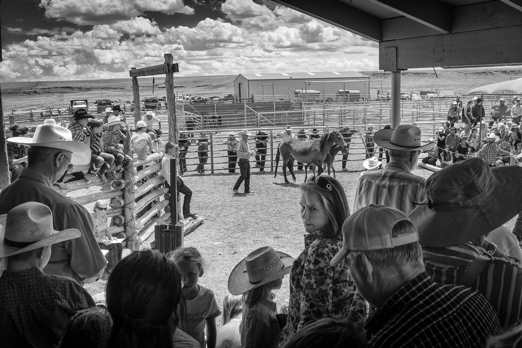 Babbitt Colt Sale Bob McClure Flickr