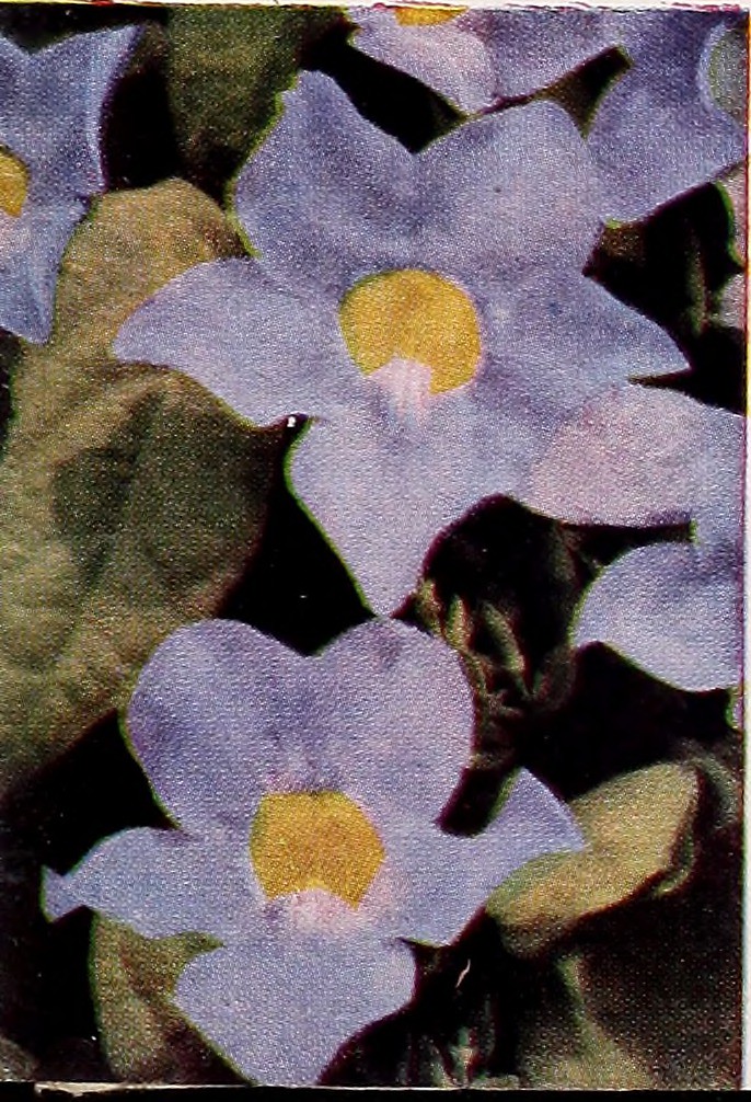 Image from page 64 of "Armstrong Nurseries" (1946) Flickr