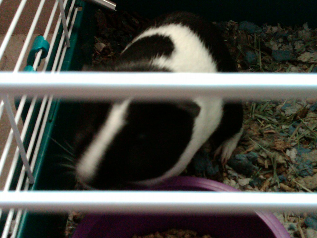 Hamster smells Hamster odor that smells, Pet cage odor, li… Flickr