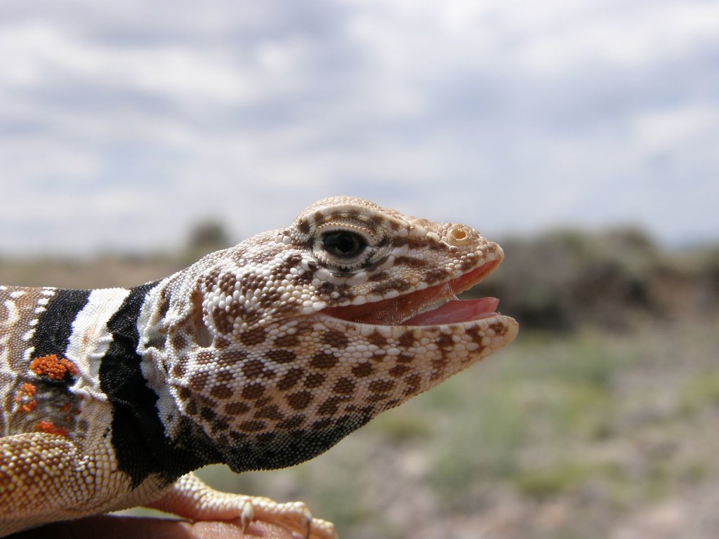 Great Basin Collared Lizard pseudacris Flickr