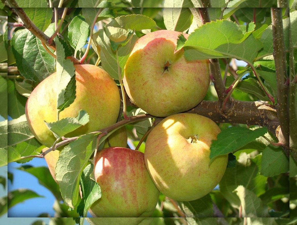 Autumn Apples Apple picking season has pretty much come to… Flickr