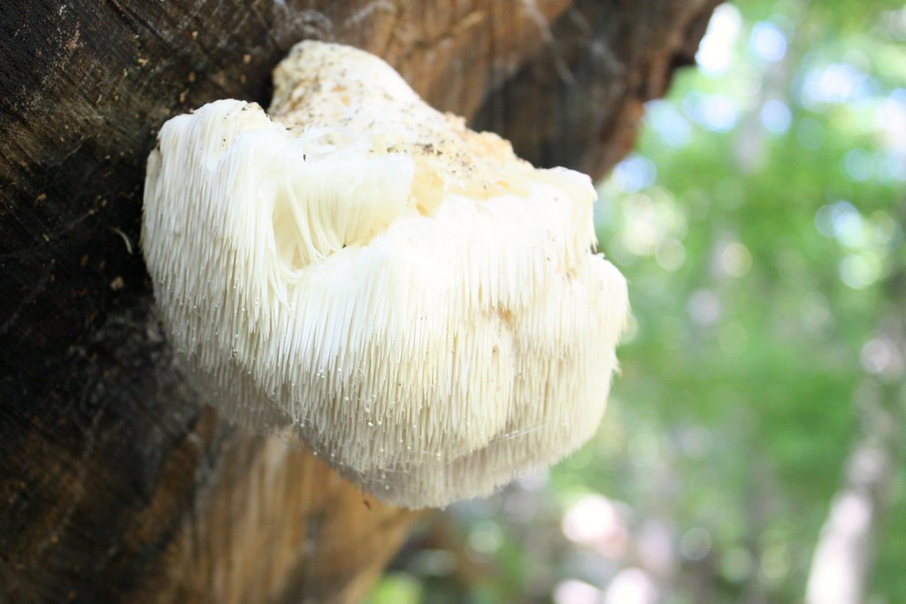 Satyr's Beard Common Name Lion's Mane, Satyr's beard, Hed… Flickr