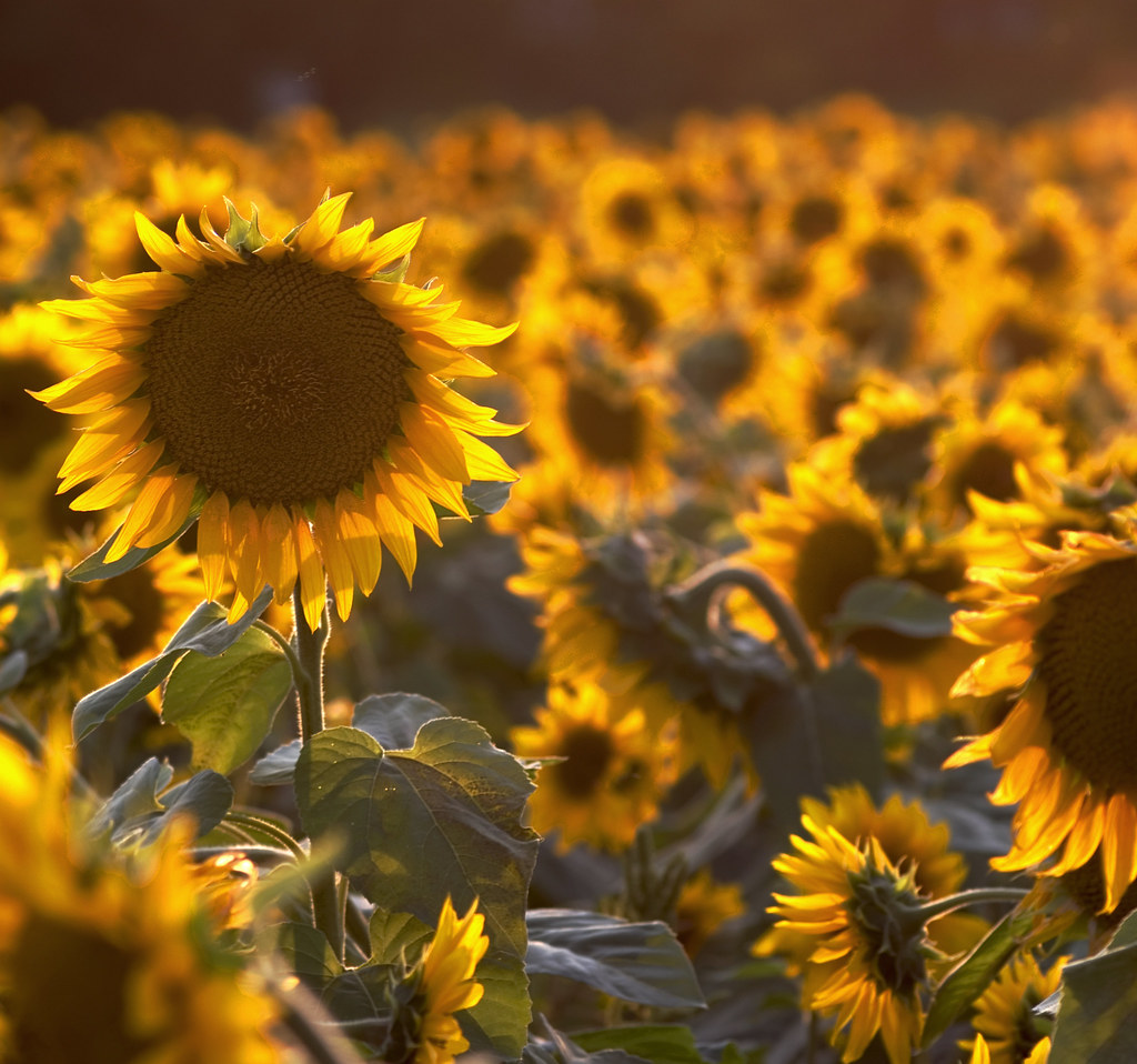 Sunlit Sunflower Sunflower field in Yellow Springs, Ohio Brian