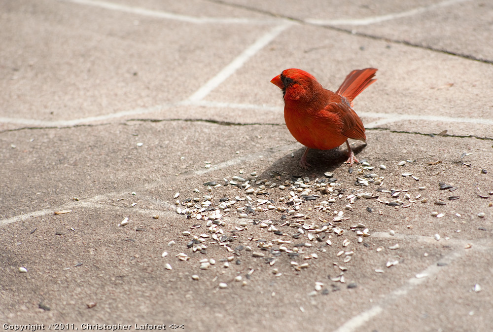 Male Cardinal Eating Seeds 3 In order to capture our skit… Flickr