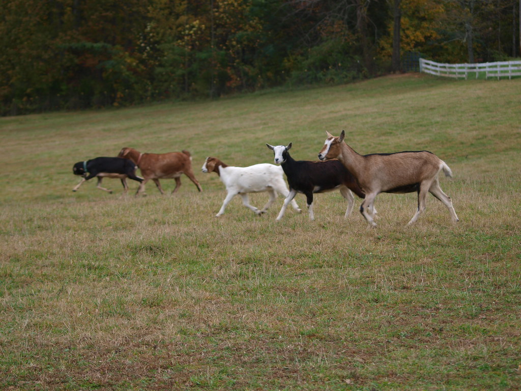 Elk Run Road 025 Anacharsis Clootz Flickr