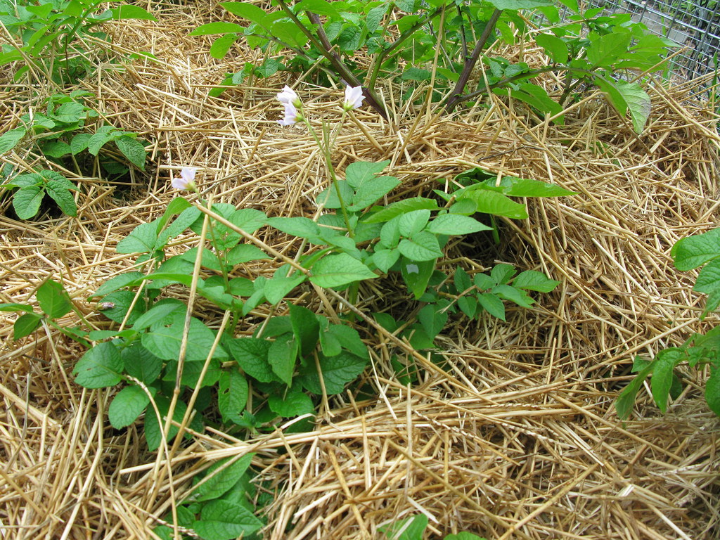 growing potatoes in hay Shira Golding Evergreen Flickr