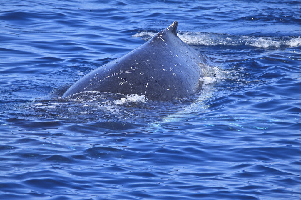 Whales Hervery Bay _0414 * Average Length (Adult) 3550 f… Flickr