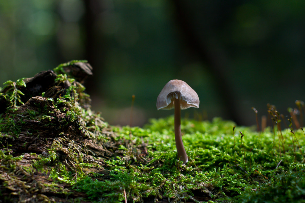 fungus Seen on a hike through a forest near my hometown. I… Flickr