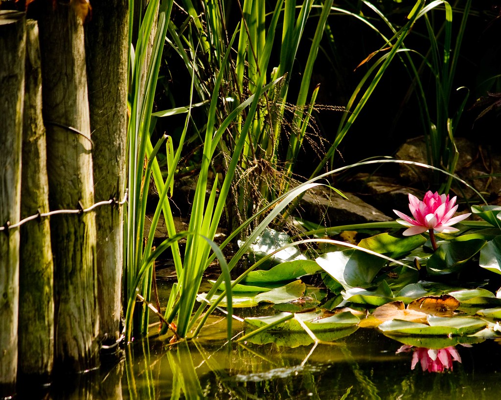 waterlily Japanese Garden Ky Kristey ) Flickr