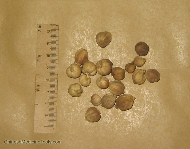 bai dou kou 白豆蔻 Amomi Cardamomi, Fructus bai dou kou 白豆蔻 A… Flickr