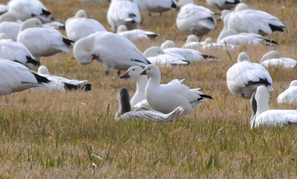Ross's vs Snow Comparison between a Ross's Goose and a Sno… Flickr