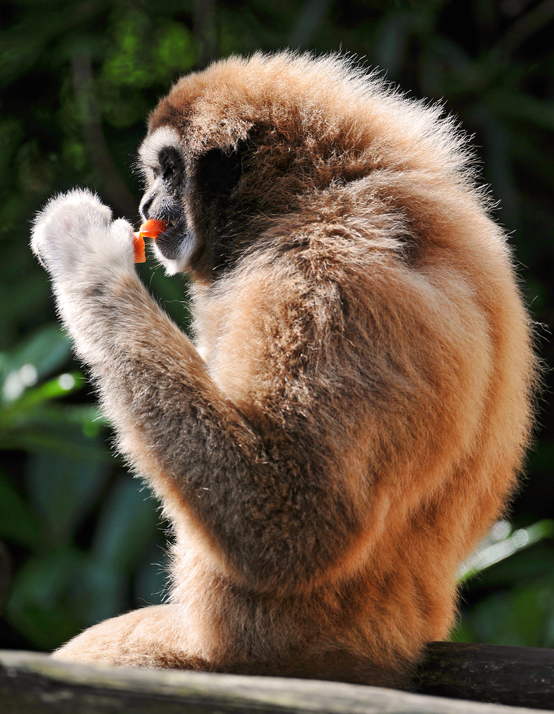 Gibbon backlight Another gibbon picture, this time eating … Flickr