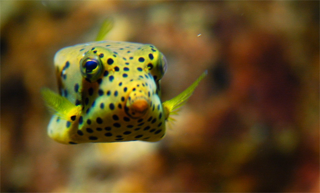 Square fish This fish is squareshaped, or actually, more … Flickr