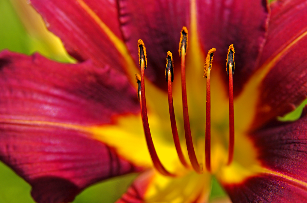 Jardin Botannique du NouveauBrunswick StJacques/NB Phillip