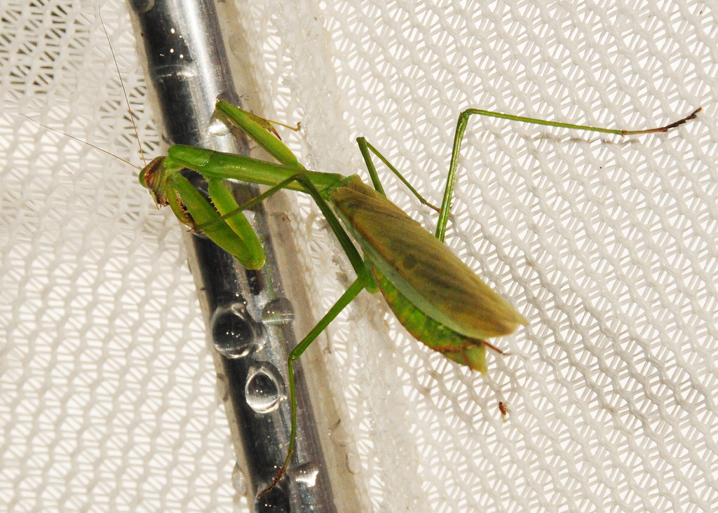 Praying Mantis Water Drops Lawrence Curtis Flickr