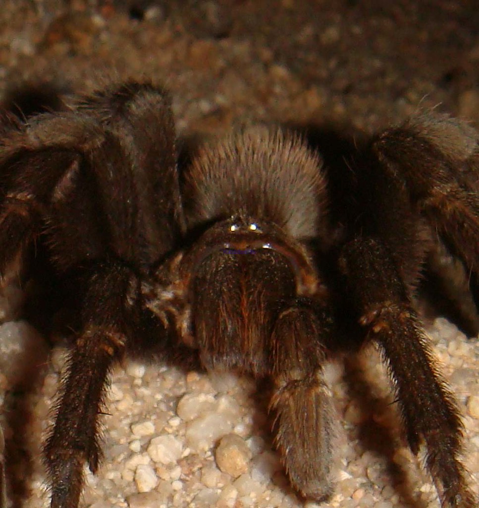 I see you! Tarantulas can flick their hairs which cause an… Flickr