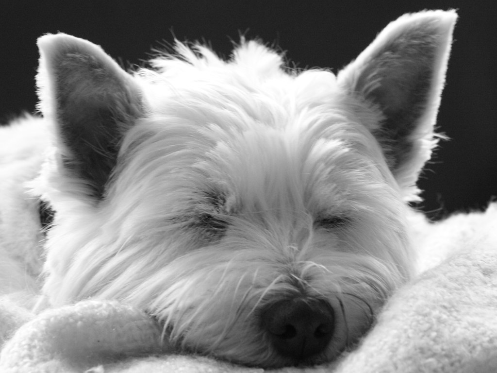 Sleeping Westie Dog - West Highland Terrier | This is a blac… | Flickr