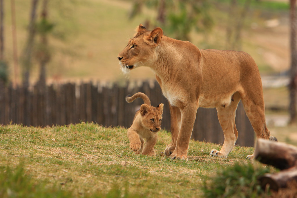 Lions & Lion Cubs Lion Camp; Lion Cubs San Diego Wild Anim… Flickr