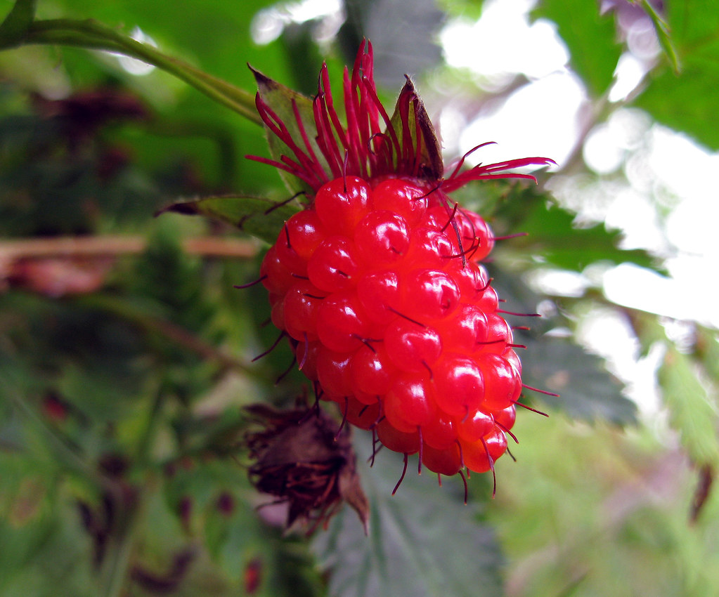 Rubus spectabilis, Salmonberry, Alaska AKA Russian berry,… Flickr