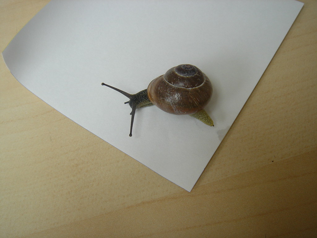 Snail pee Uh, yeah. Perhaps it's snail slime. Either way, … Flickr