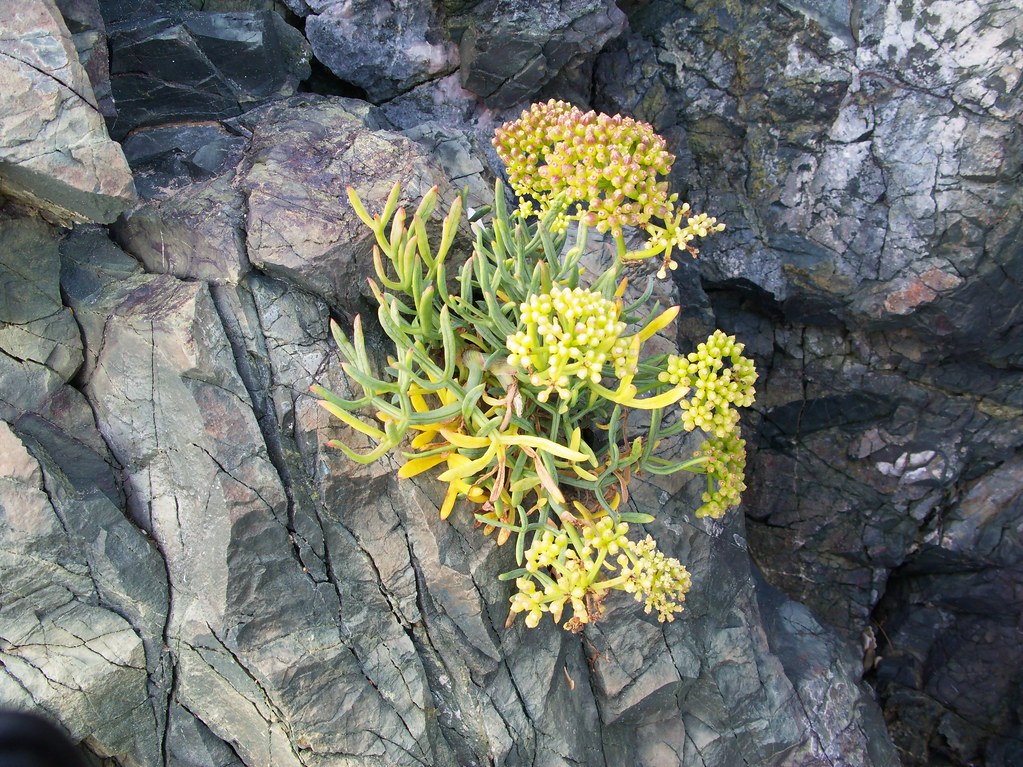 Rock Plant Plant on rock at the beach. Roj Flickr