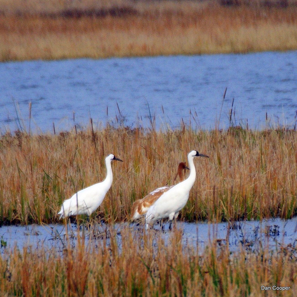 Whooping Crane Family Whooping Cranes in Kansas Nov. 2009.… Flickr