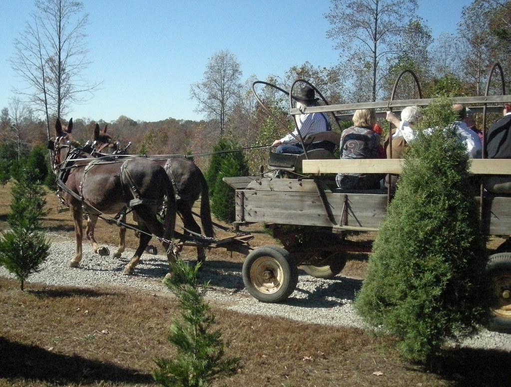 Clear Creek Christmas Tree Farm, Jasper AL 03 Lawrence G. Miller Flickr