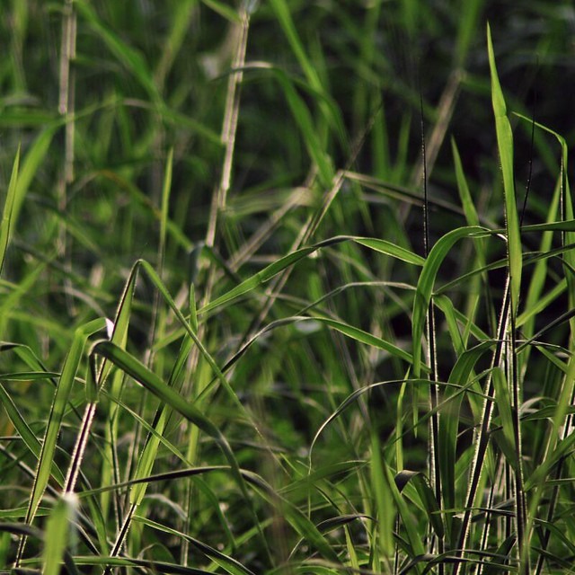 Angels. Speaking. Every blade of grass has it's angel that… Flickr