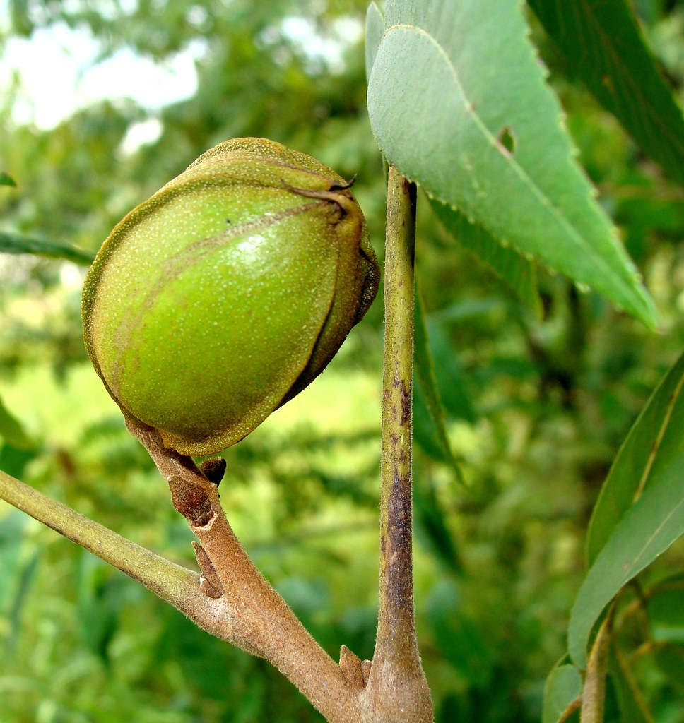 Plant Pecans The Bare Minimums by Ray Prewitt
