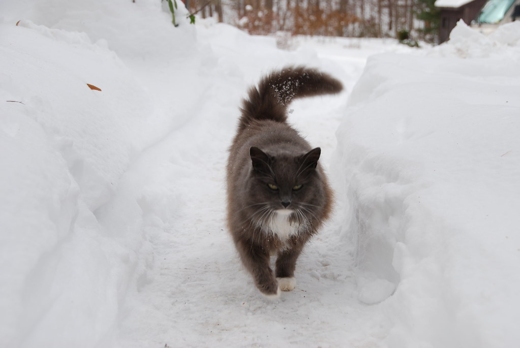 Feral cat Graygray in snow tunnel December 2009. Photo by … Flickr