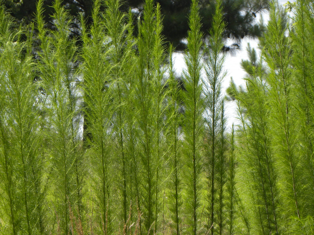 Elevation of Cowan Road Elementary School, Cowan Rd, Griffin, GA, USA Topographic Map