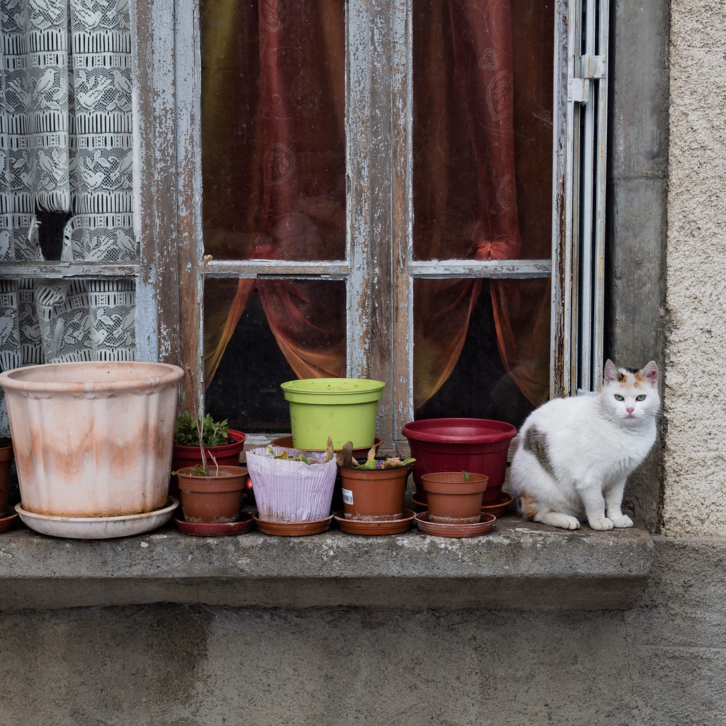 P1161196 OLYMPUS DIGITAL CAMERA Arnaud Lainé Flickr