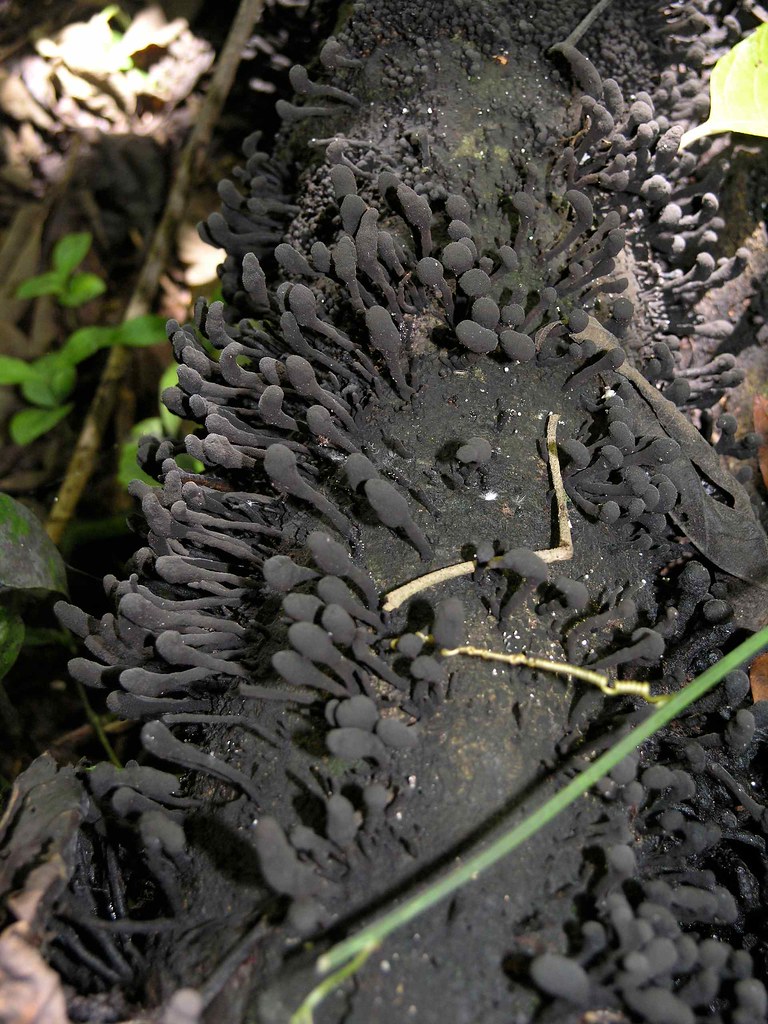 Black fungus Hongos negros; Parque Nacional Cahuita, Lim… Flickr