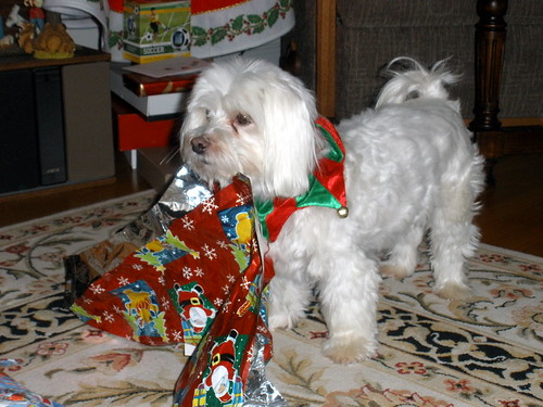 Picture Of Lucky The Maltese Dog Opening Up His Christmas … Flickr