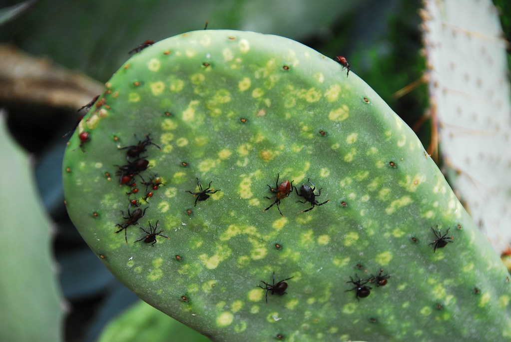 Christmas Cactus Insects Insects on Cactus These interesting insects caught my eye … Flickr