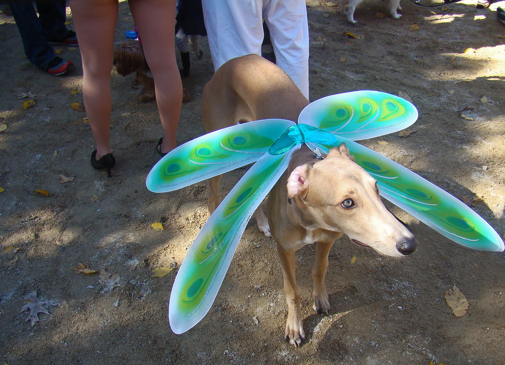 dragonflydog dragonfly dog, 19th Annual Tompkins Square Ha… Flickr