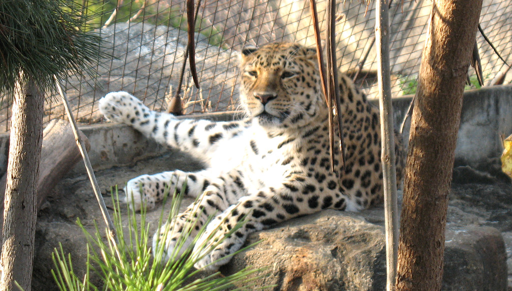 big cat a day at the zoo and the big cats where out. a goo… Flickr